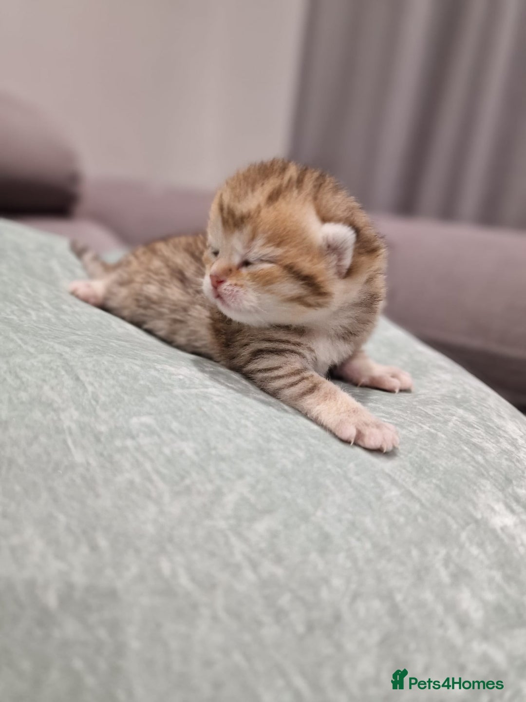 British Shorthair cats for sale: GCCF High Quality Chubby BritishShorthair Kittens. - Image 4