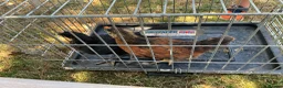 Mixed Breed livestock for sale: Cockerel chicks for sale in Evesham - Advert 5