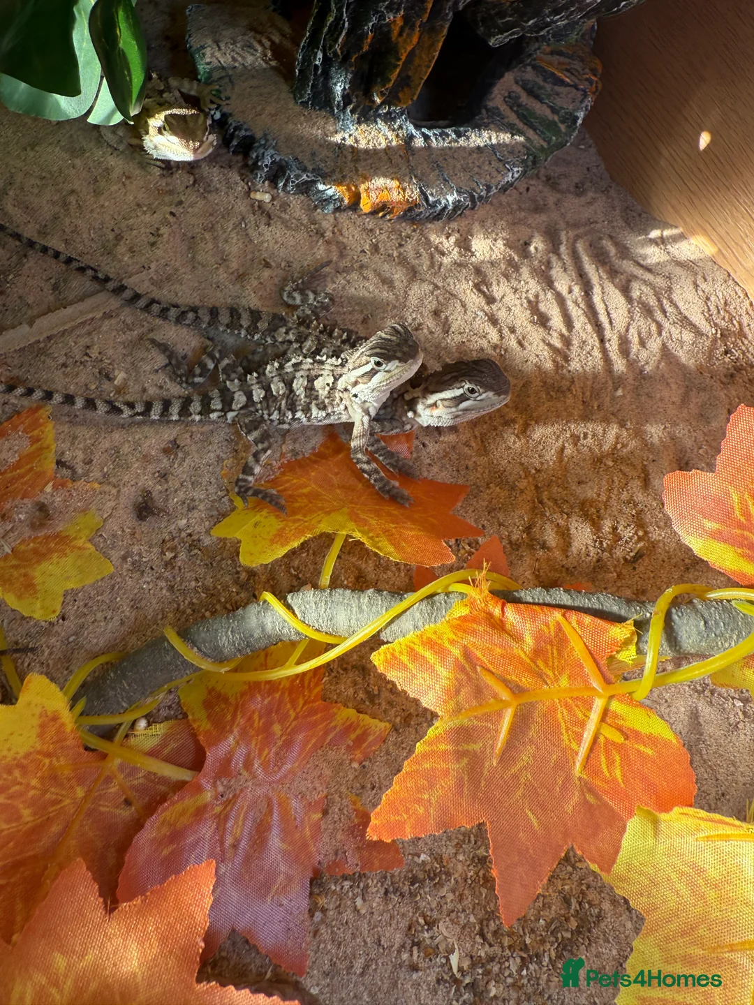 Lizard reptiles for sale: Baby Rankin dragons - Advert 5