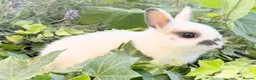 Netherland Dwarf rabbits for sale: Purebred Netherland Dwarf - Advert 1