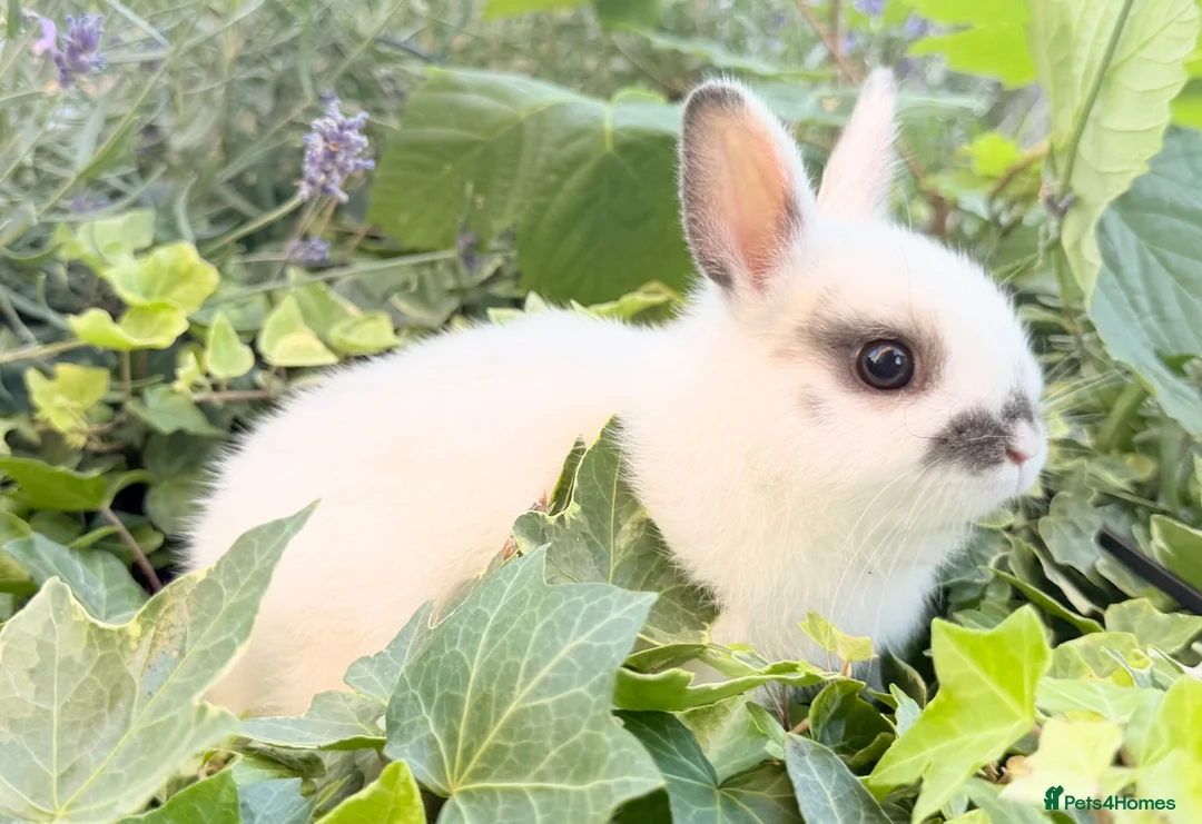 Netherland Dwarf rabbits for sale: Purebred Netherland Dwarf - Advert 1