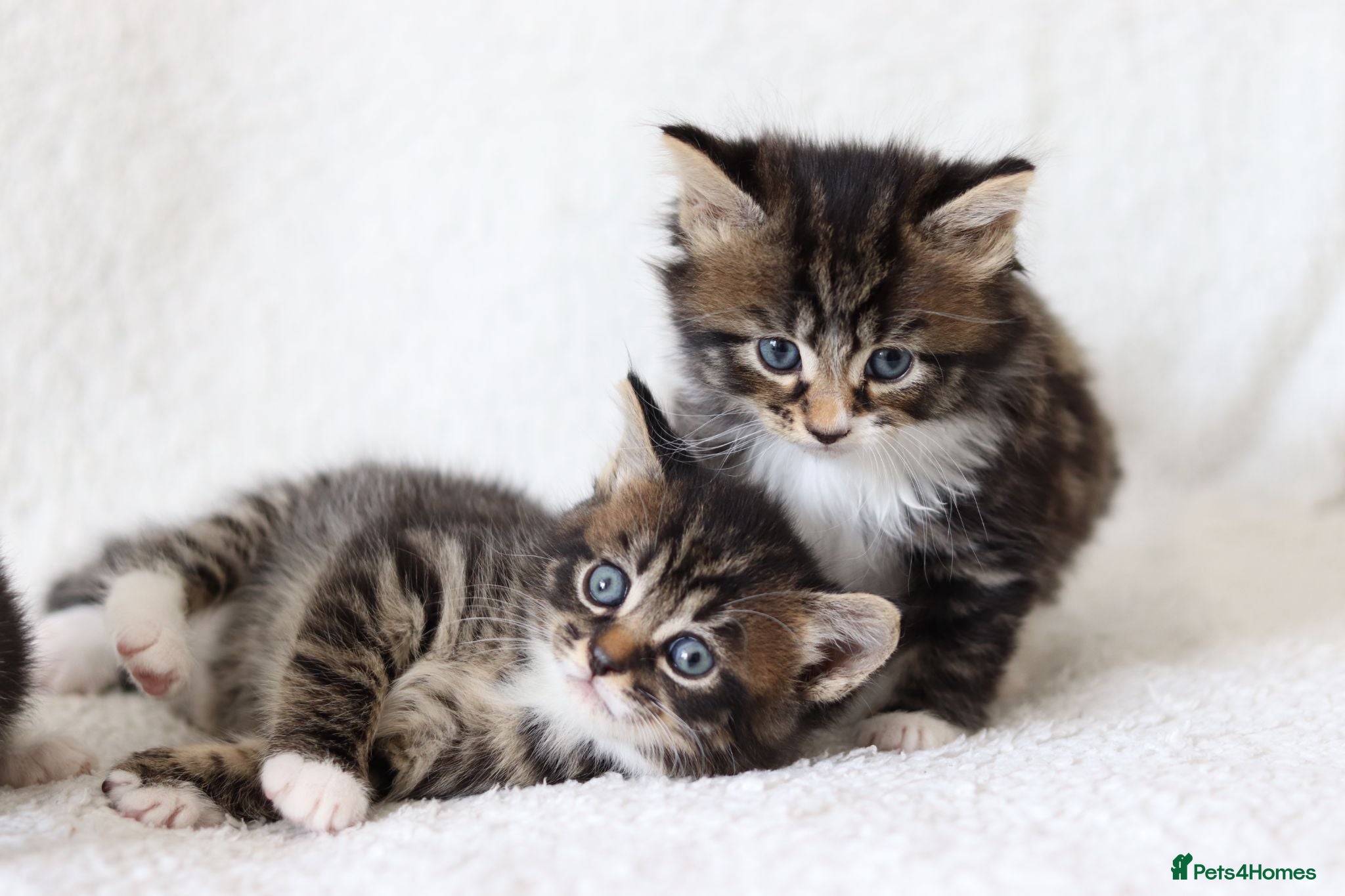 Mixed Breed cats Meet Our Beautiful Kittens! 🐾 - Advert 15