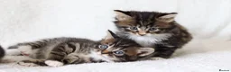 Mixed Breed cats for sale: Meet Our Beautiful Kittens! 🐾 - Advert 1