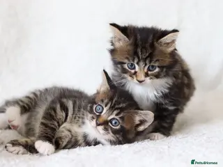 Mixed Breed cats Meet Our Beautiful Kittens! 🐾 - Advert 2