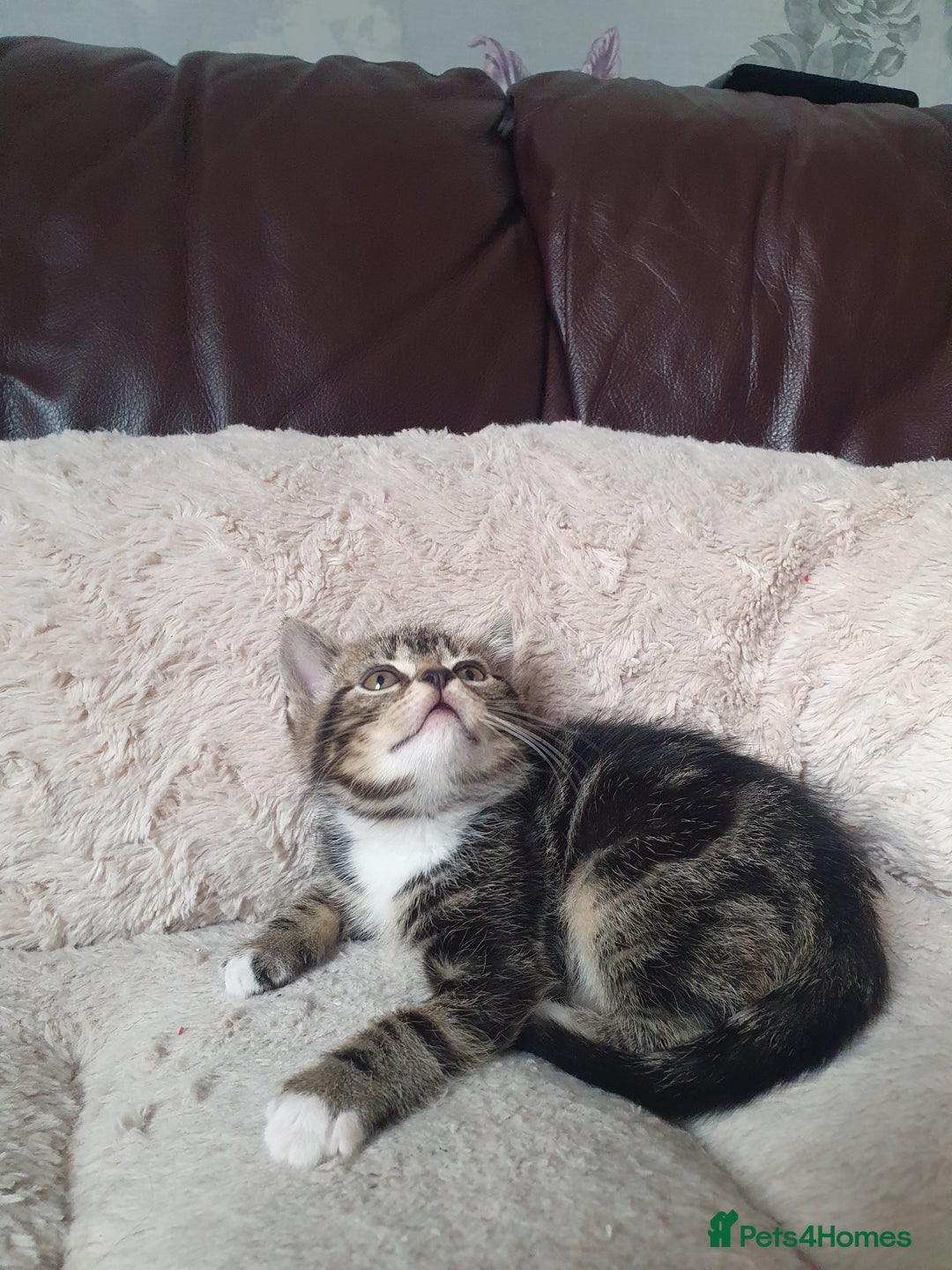 Mixed Breed cats for sale: Maine Coon mixed breed  - Advert 2