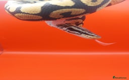 Python Snake reptiles for sale: Male Pastel spotnose 66%g stripe 66% clown  - Image 4