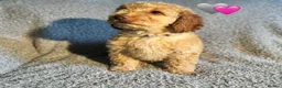Cockapoo dogs for sale: 🐾 Stunning Litter of 8 Cockapoo Puppies! 🐾 - Advert 7