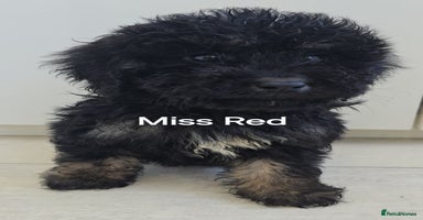 Mini Goldendoodle dogs - Advert 16