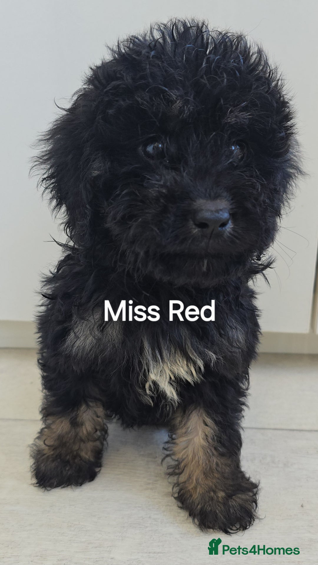 Mini Goldendoodle dogs for sale: 5 beautiful healthy goldendoodle F1 - Image 3