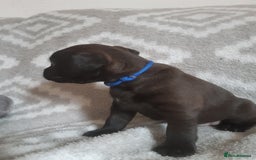 Patterdale Terrier dogs for sale: PATTERDALE TERRIER SMOOTH HAIRED MOTHER  - Image 27