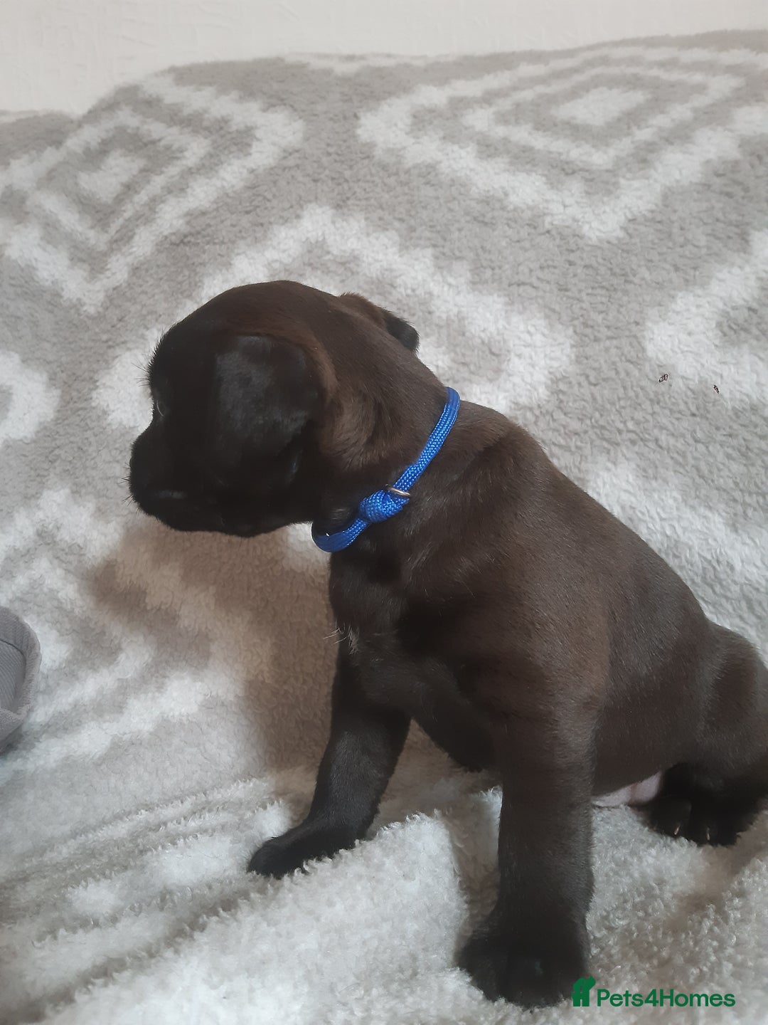 Patterdale Terrier dogs for sale: PATTERDALE TERRIER SMOOTH HAIRED MOTHER  - Image 27