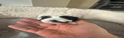 Mixed Breed dogs for sale: 4 female cockapoo x Shih Tzu puppies  - Advert 9