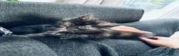 Maine Coon cats for sale: Adorable mainecoon kittens  - Advert 4