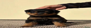 Rottweiler Puppy 3