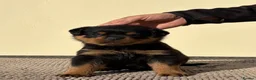 Rottweiler dogs for sale: 🩶 Beautiful Rottweiler Puppies 🩵 - Advert 5