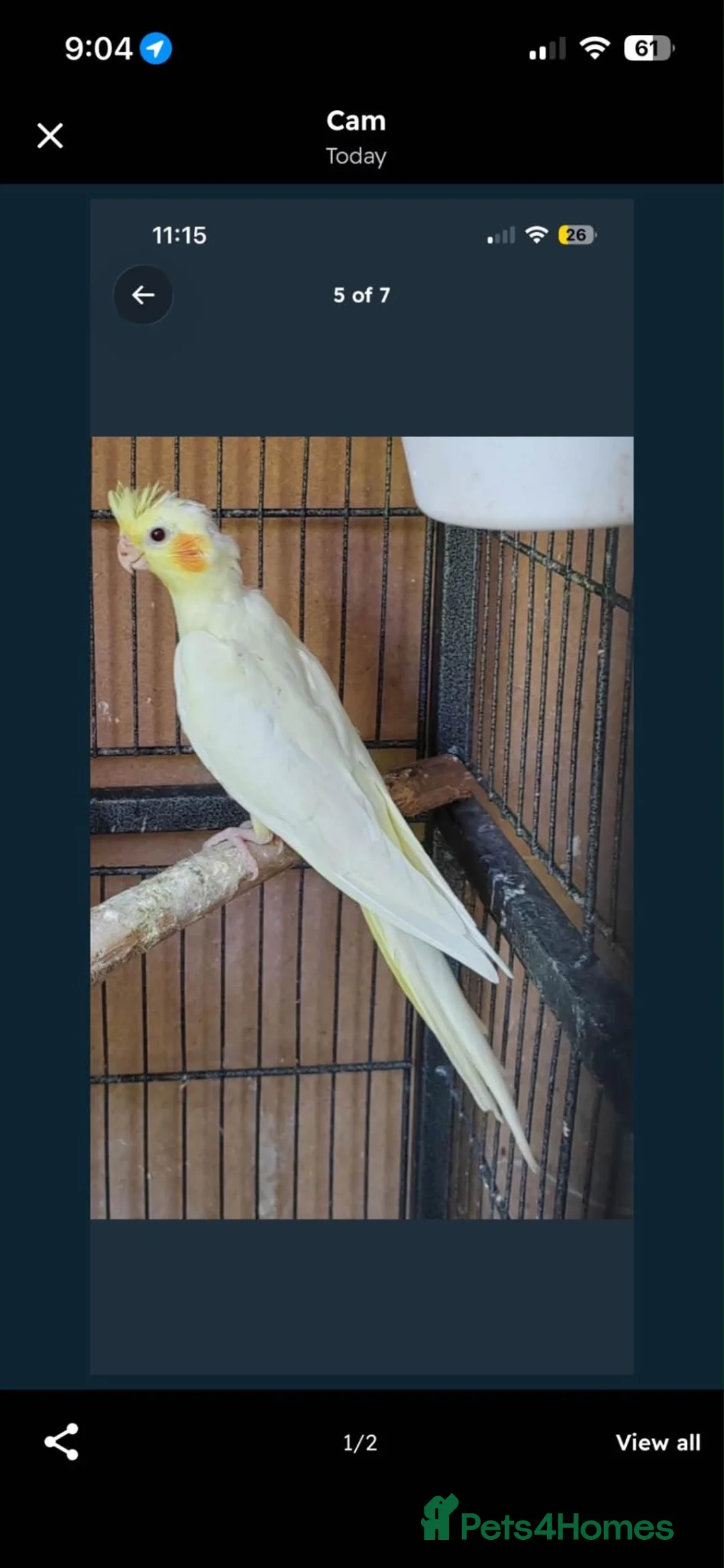 Cockatiels birds for sale: Cockatiels  in Honiton - Advert 1