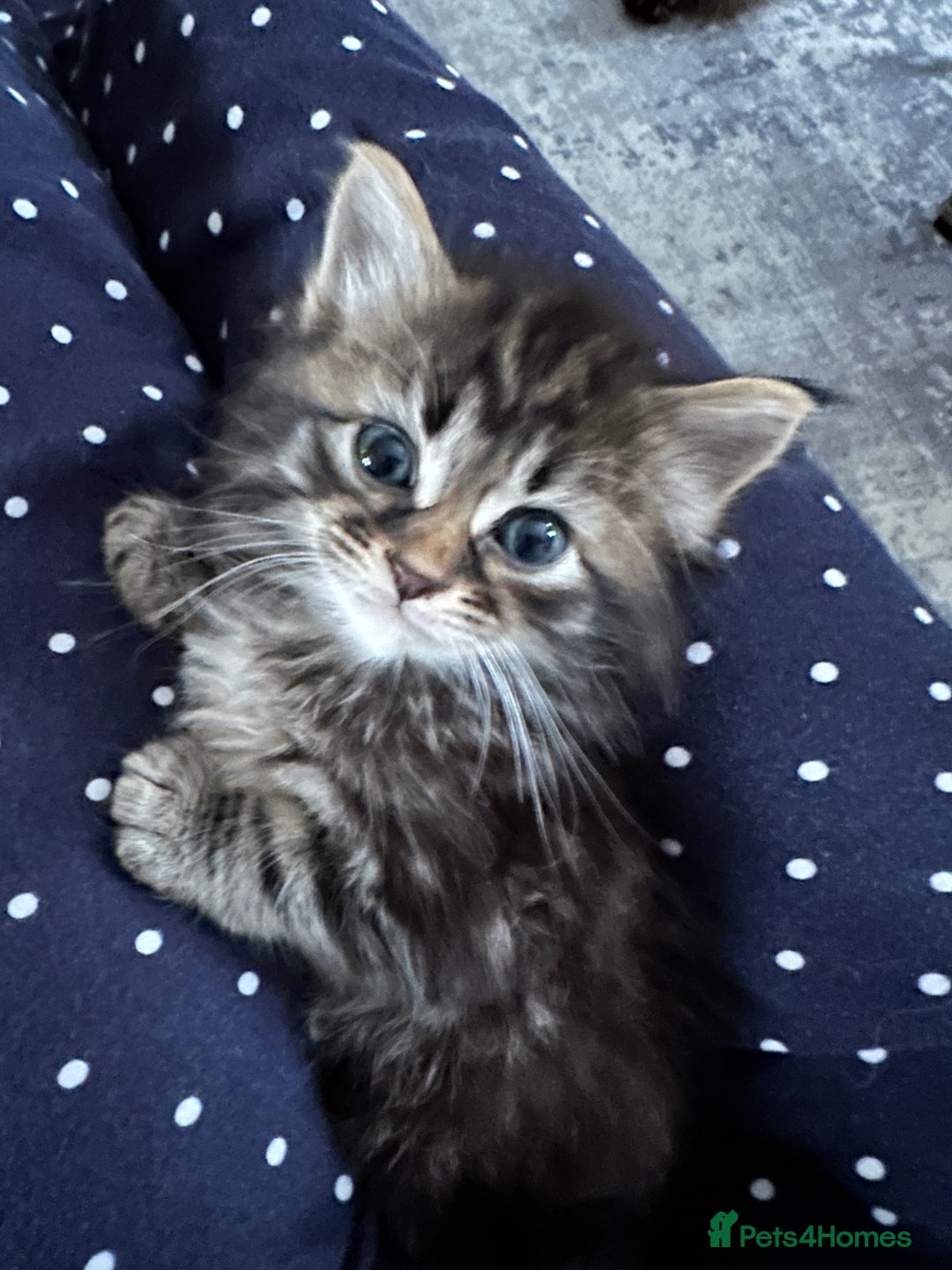 Mixed Breed cats for sale: Ragdoll Cross Kittens, 2 boys 1 girl - Advert 22