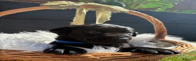 Labrador Retriever 4