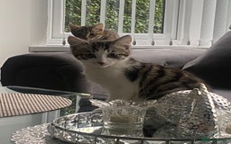 Bengal cats for sale: Three Beautiful Bengal Cross Kittens (boys)  - Image 8