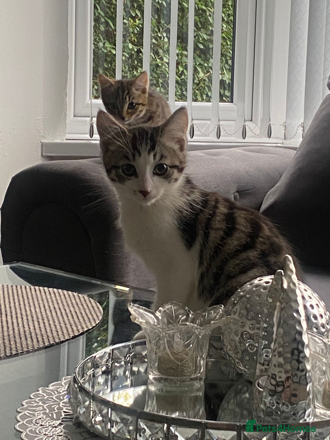 Bengal cats for sale: Three Beautiful Bengal Cross Kittens (boys)  - Image 8