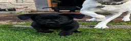 Labrador Retriever dogs for sale: Black Labrador Puppies VERY well socialised  - Advert 3