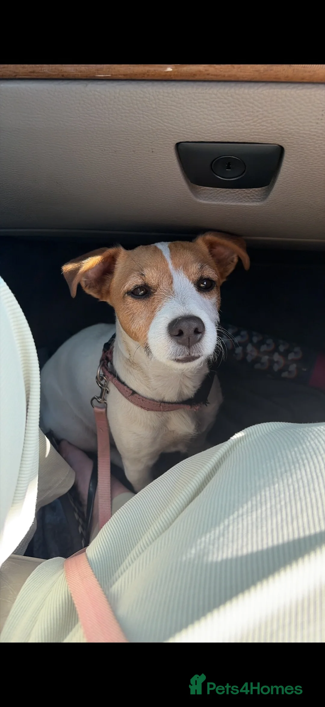 Jack Russell dogs for sale: Jack Russell Puppies - Advert 2
