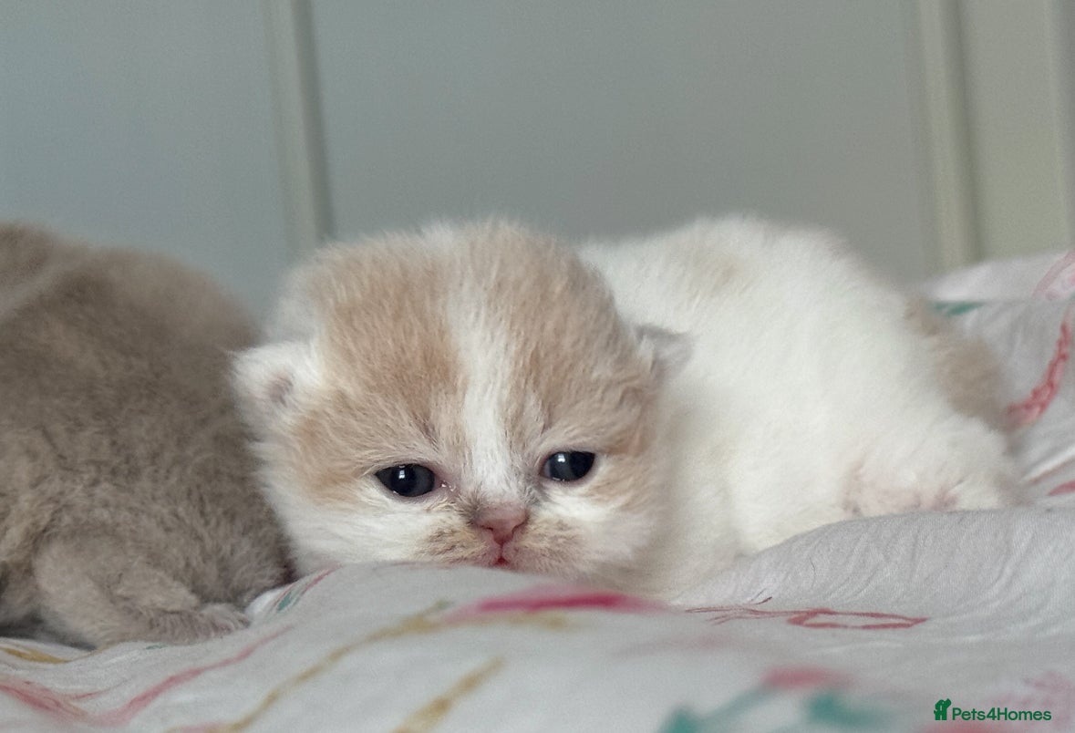 British Shorthair cats Tica SGC dam Lilac tortie and white daughter  - Advert 5