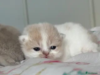 British Shorthair cats Tica SGC dam Lilac tortie and white daughter - Advert 5