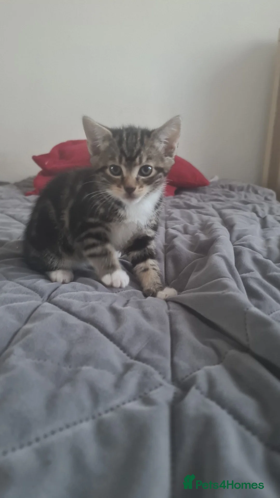 British Shorthair cats for sale: British shorthair  - Advert 1