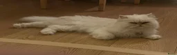 Persian cats for sale: 2 Female Persian Cats  - Advert 12