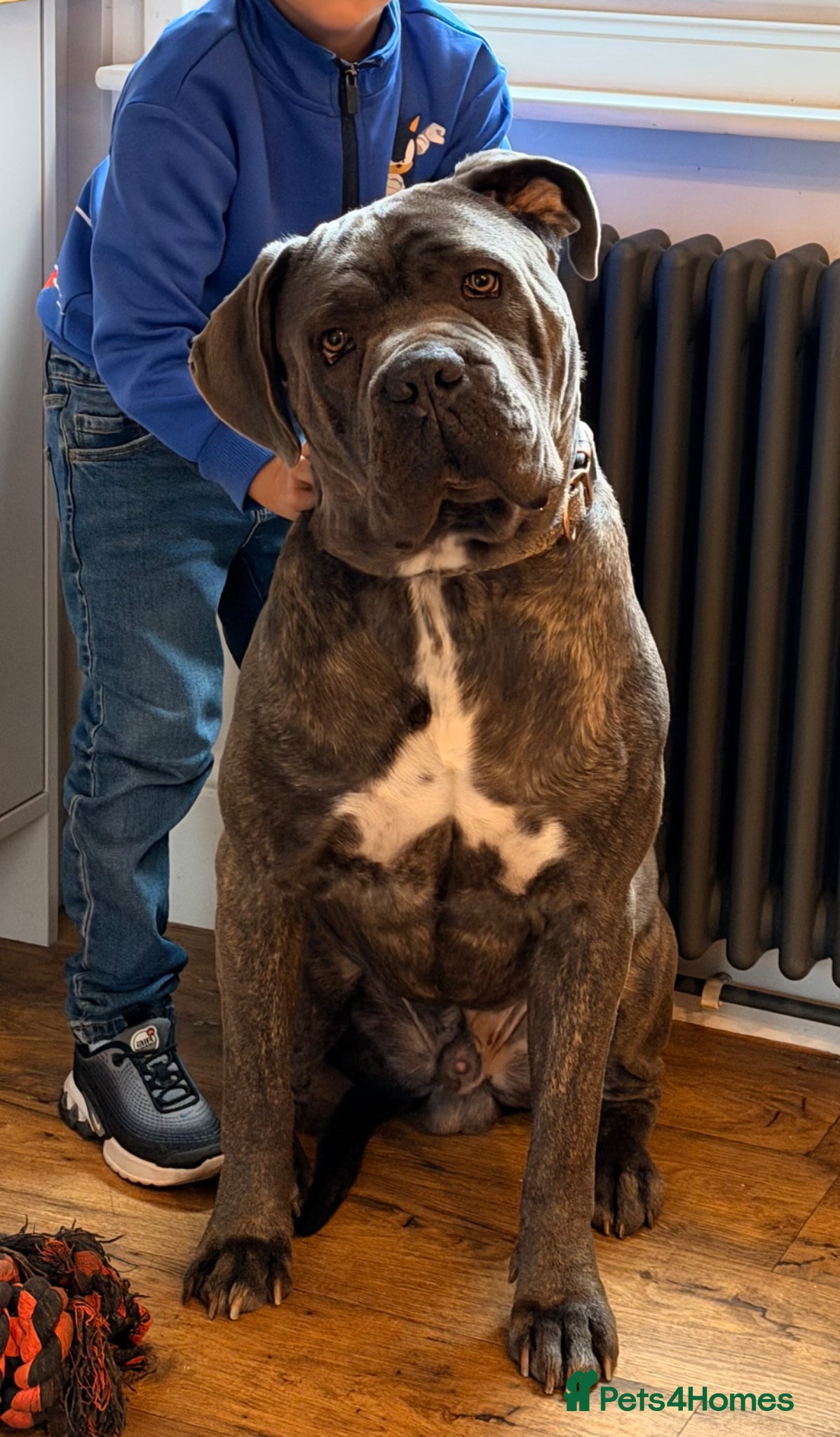 Cane Corso dogs Stunning Cane Corso requires the best home  - Advert 1