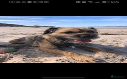 Border Terrier dogs for stud: Pedigree KC registered for stud - Image 5