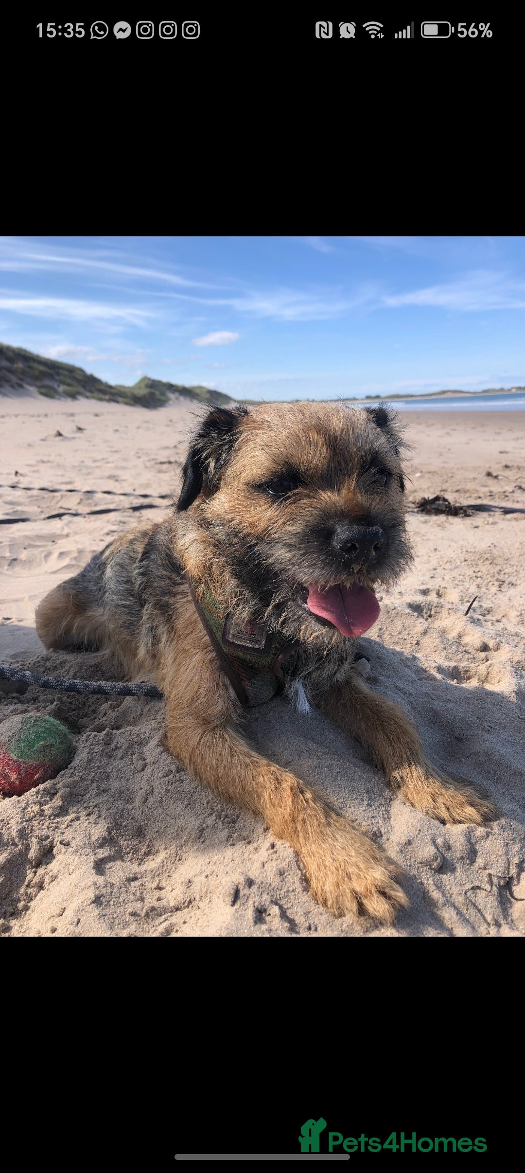 Border Terrier dogs for stud: Pedigree KC registered for stud - Image 5