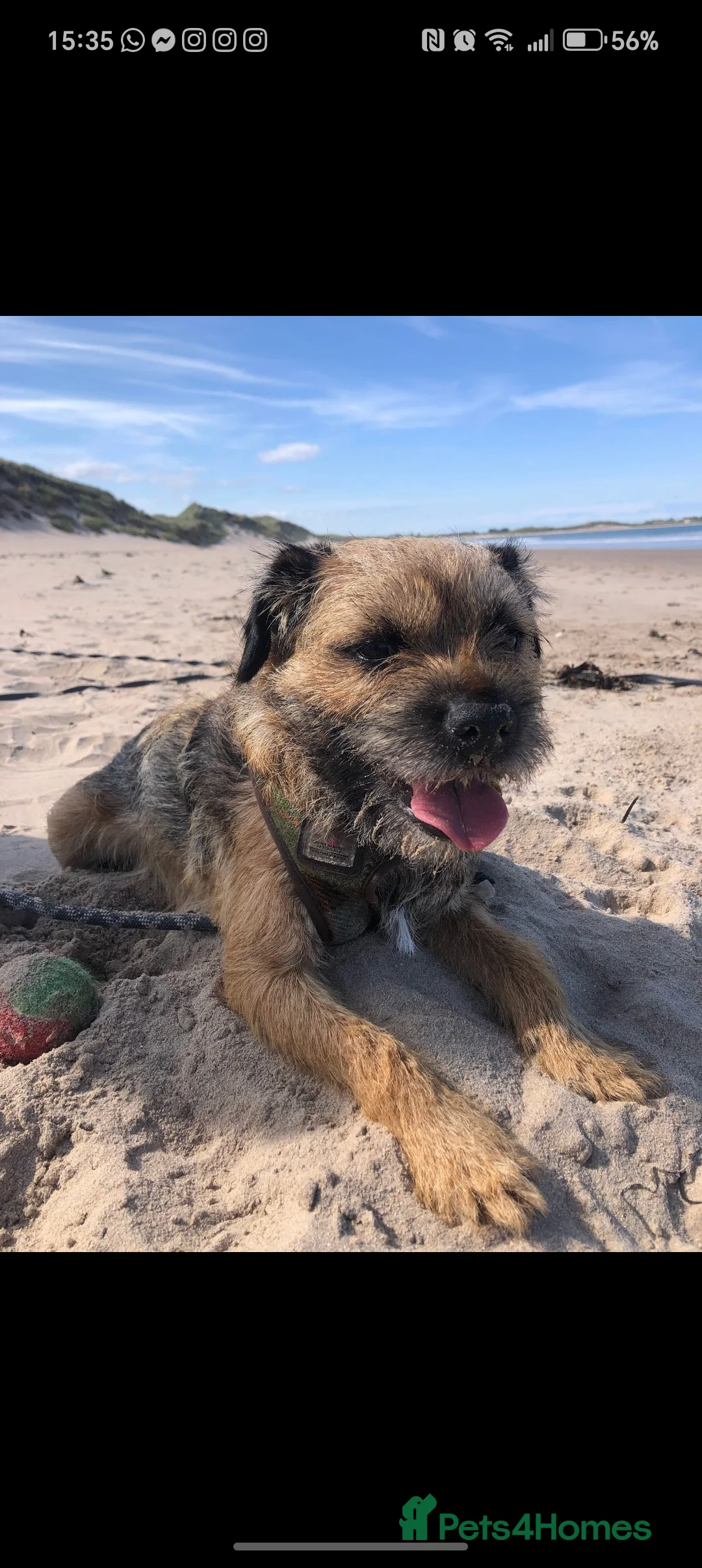 Border Terrier dogs for stud: Pedigree KC registered for stud - Advert 5
