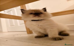 Ragdoll cats for sale: Beautiful Ragdoll Kittens Ready for Sale! - Advert 21