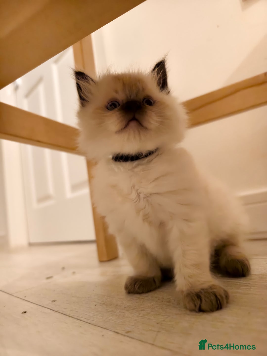 Ragdoll cats for sale: Beautiful Ragdoll Kittens Ready for Sale! - Advert 21