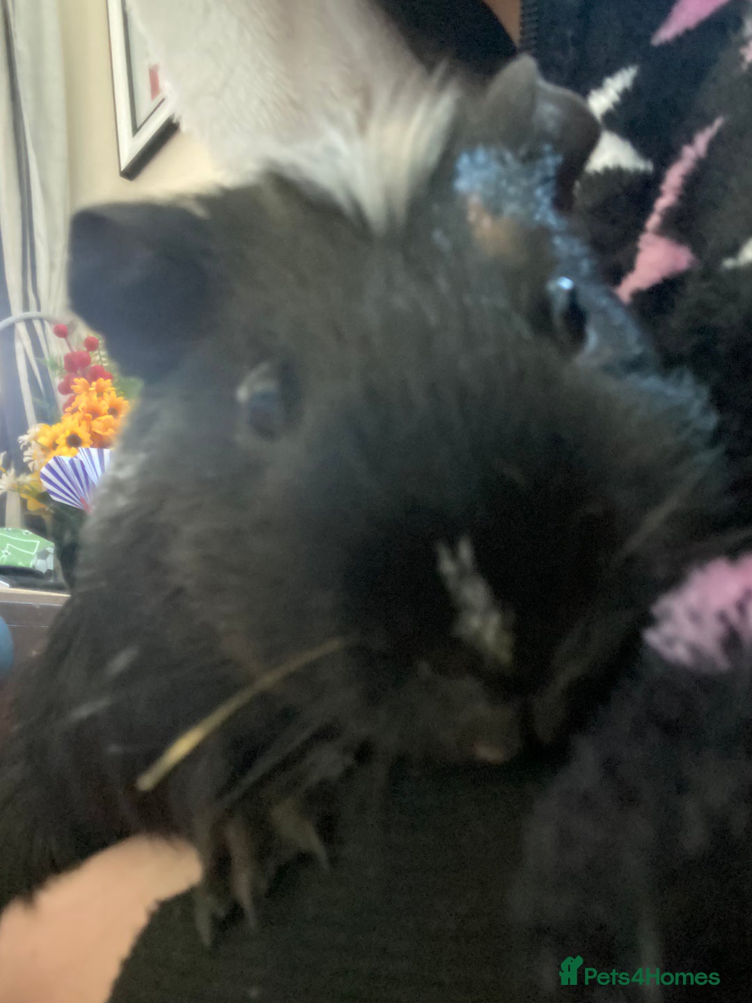 Guinea Pig rodents for sale: Cinnamon and peanut (comes with everything) - Advert 3