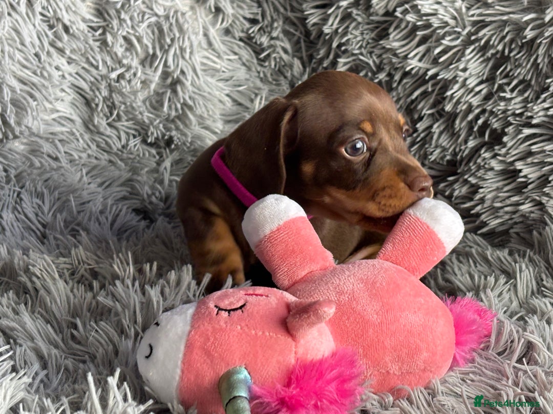Miniature Dachshund dogs for sale: Last one available PRA Clear Miniature Dachshund  - Advert 4