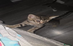 Mixed Breed cats for sale: 2 beautiful female kittens  - Image 4