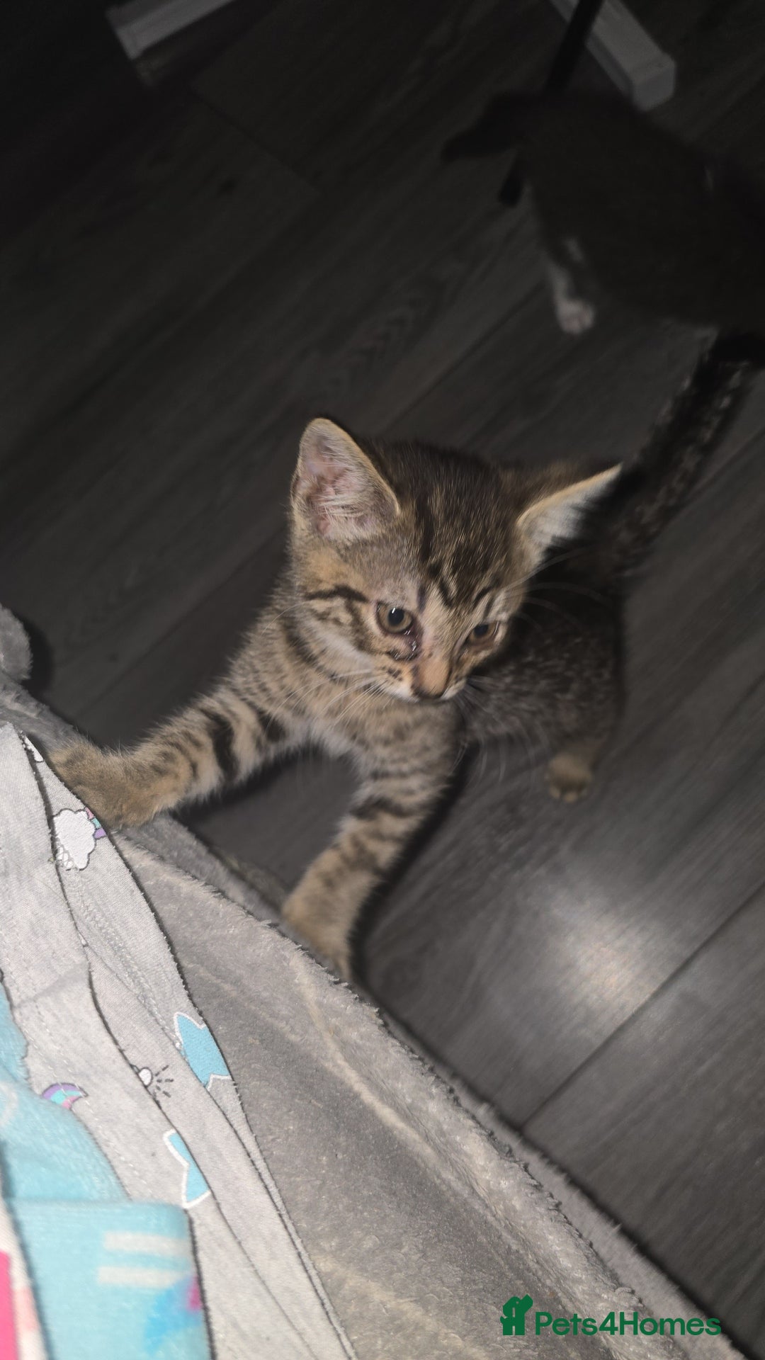 Mixed Breed cats for sale: 2 beautiful female kittens  - Image 4