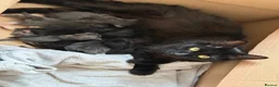 Mixed Breed cats for sale: 7 beautiful babies  - Advert 1