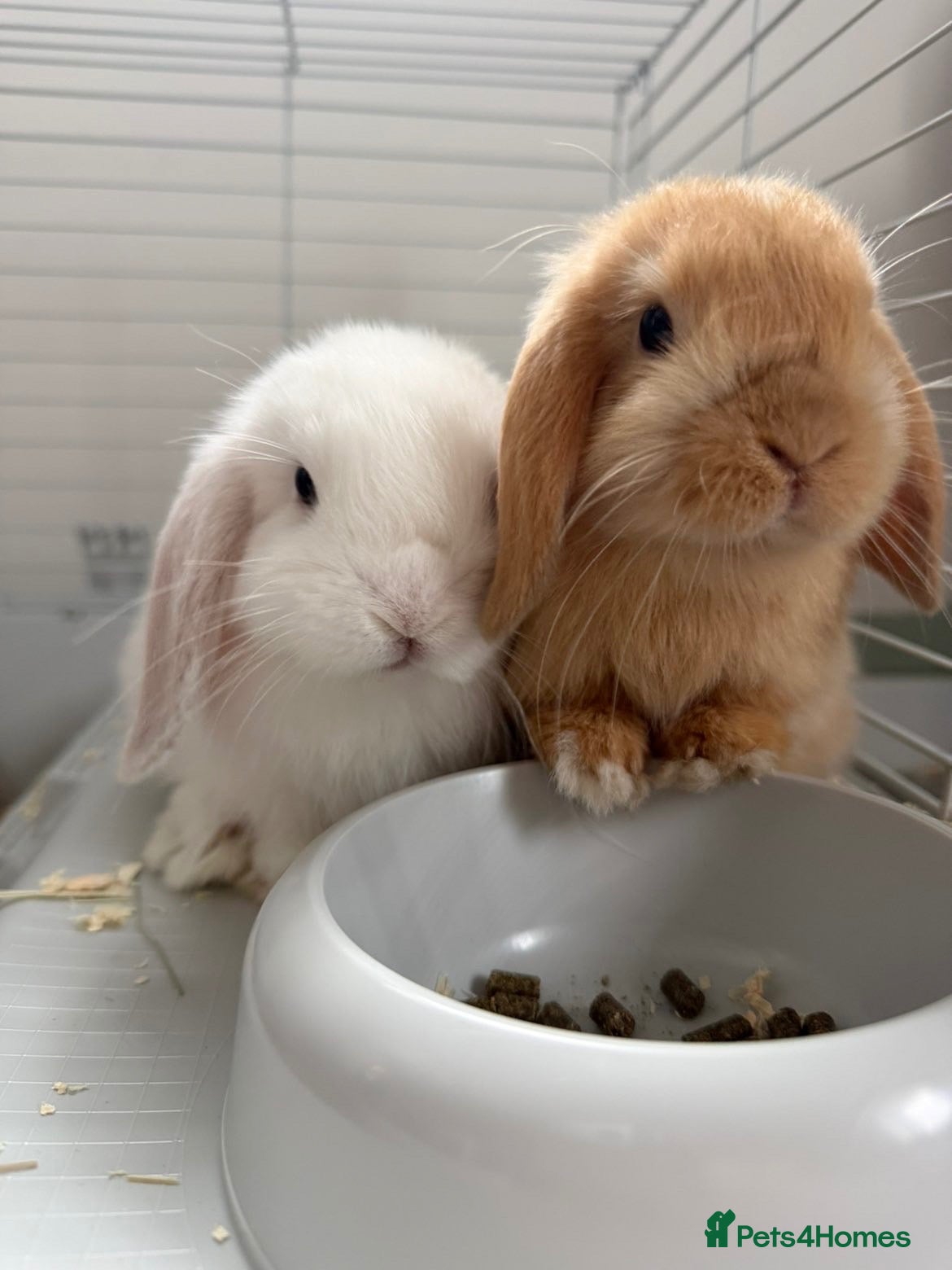 Mini Lop rabbits 2 mini lops white/light brown  - Advert 1