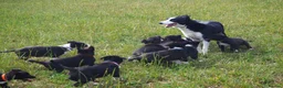 Mixed Breed dogs for sale: Beautiful kelpie x border collie pups for sale - Advert 3