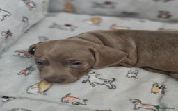 Miniature Dachshund dogs for sale: Friendly& Family -Oriented - Image 9