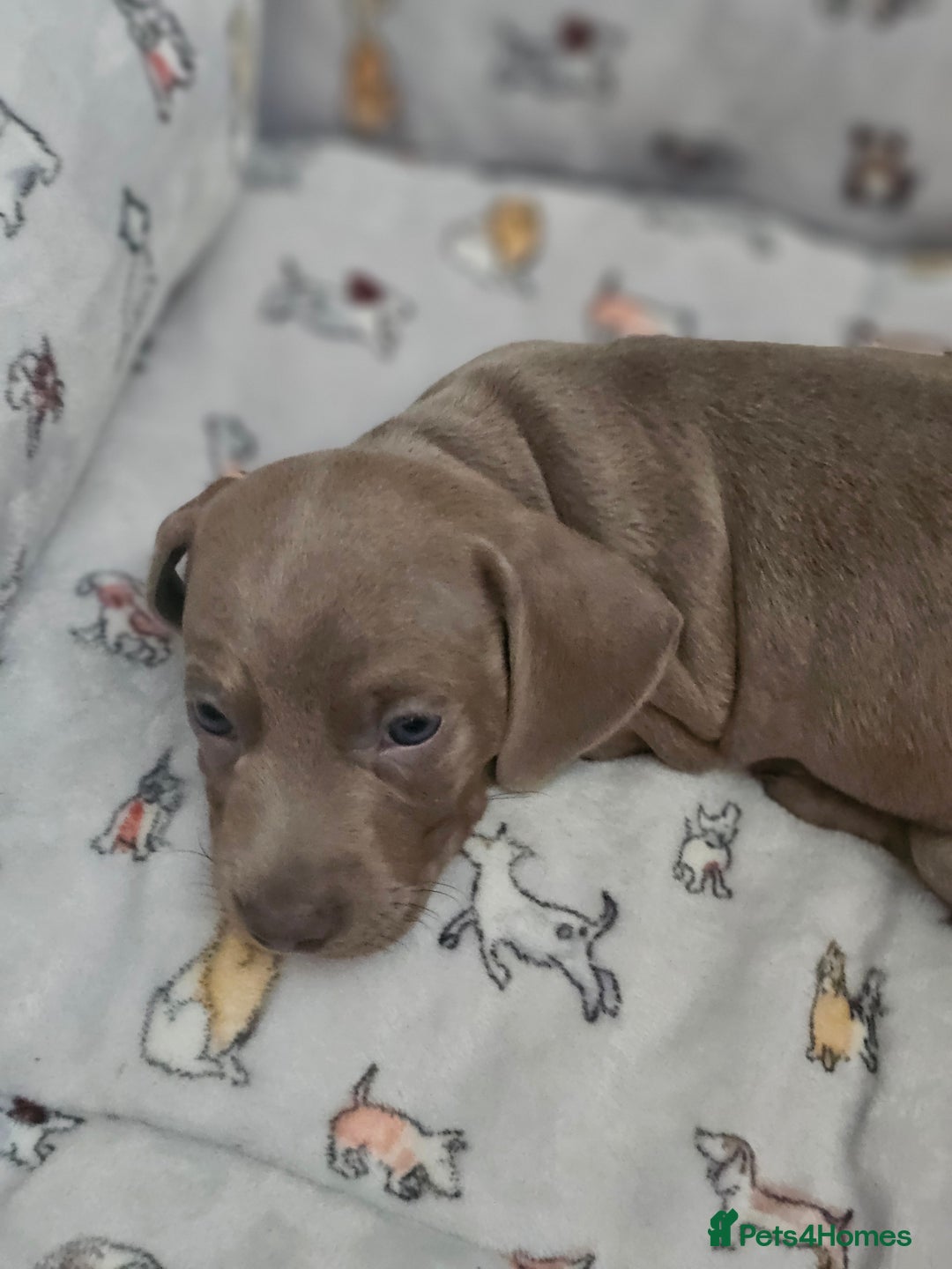 Miniature Dachshund dogs for sale: Friendly& Family -Oriented - Image 9