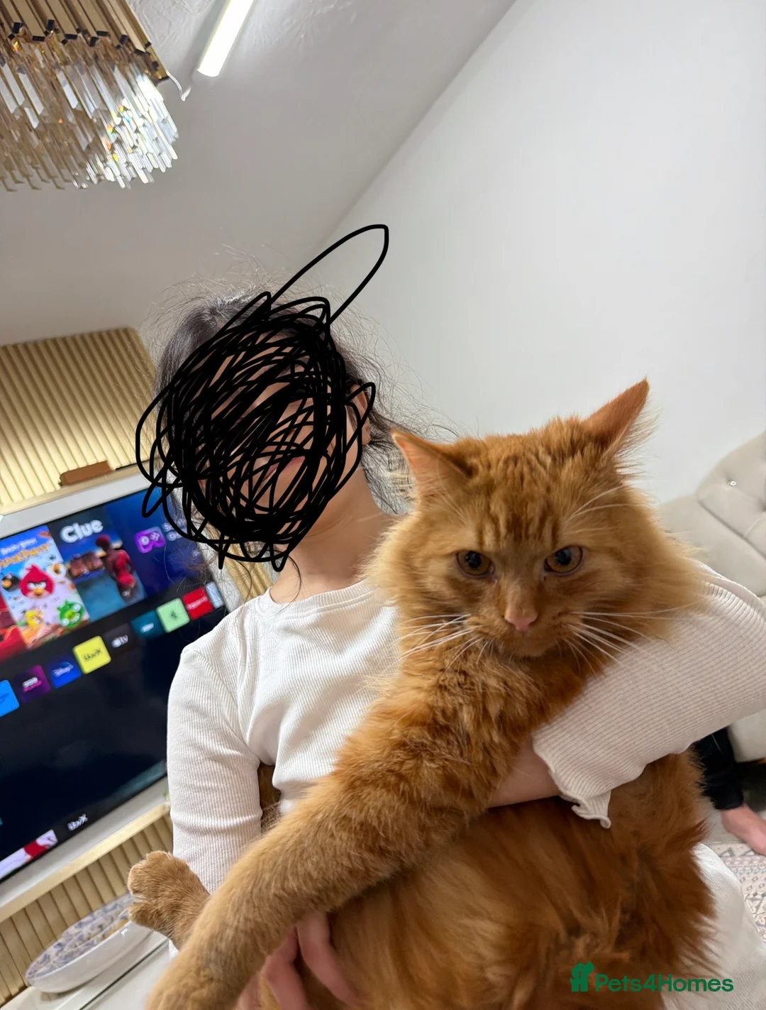 Maine Coon cats for sale: 3 beautiful main coons - Advert 2