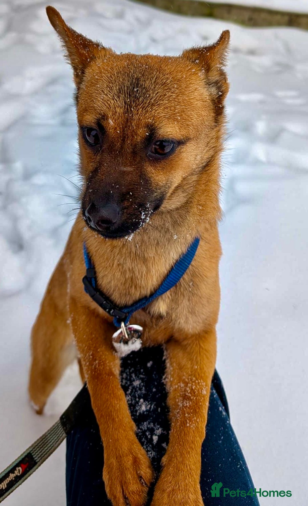 German Shepherd dogs for adoption: 🐾 RUDY – MINI German Shepard - Advert 5