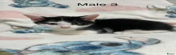 Mixed Breed cats for sale: Four Lovely Kittens For Sale - £90 - Advert 12