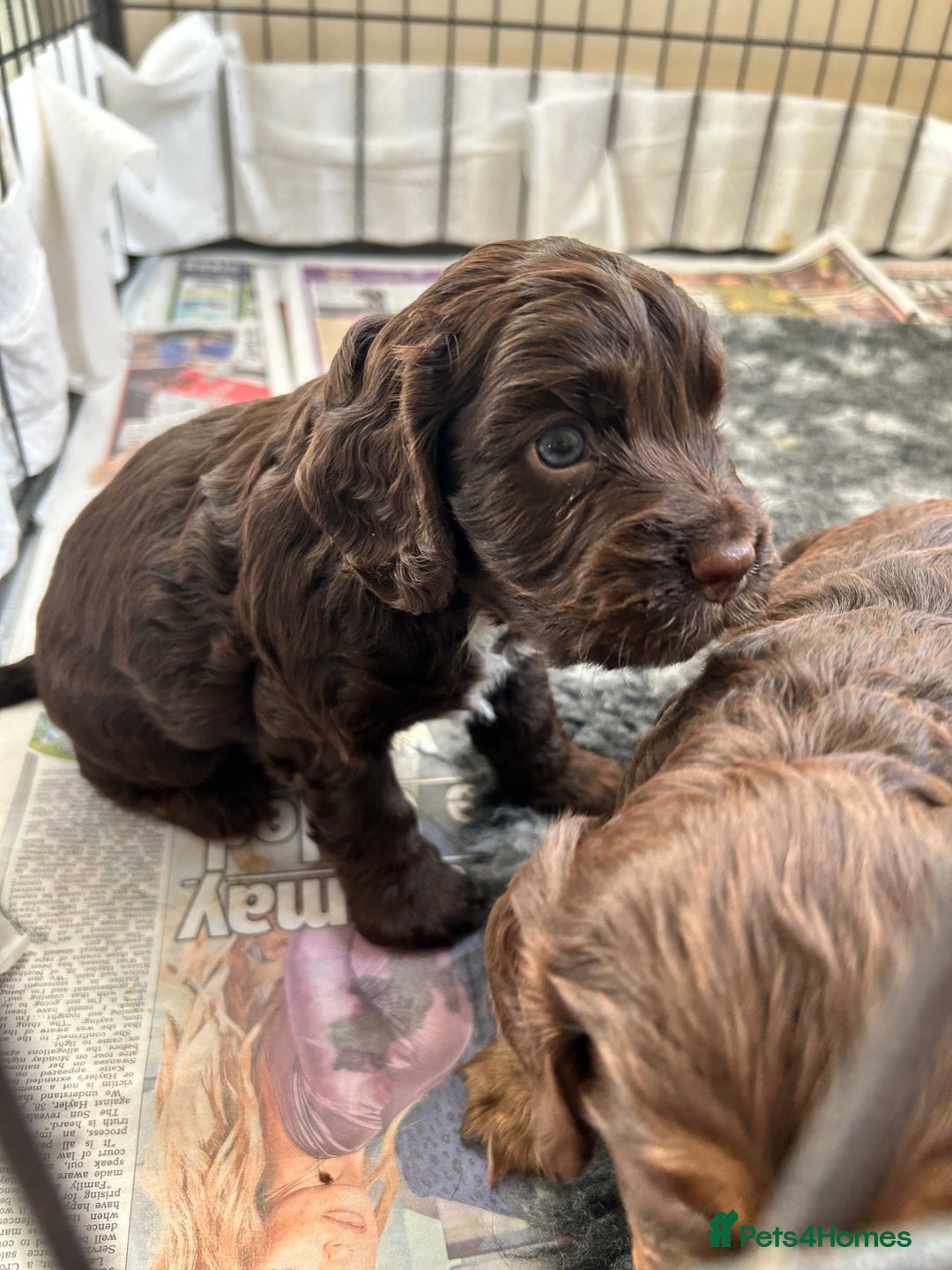 Cocker Spaniel dogs for sale: Beautiful cocker spaniel pups  - Advert 13