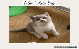 British Shorthair cats for sale: Beautiful GCCF British shorthair kittens - Image 15